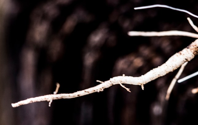 spigelia-root