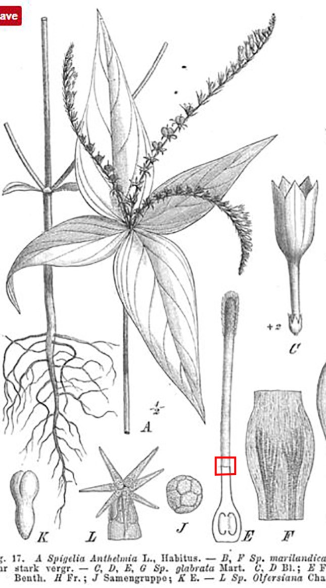 spigelia-snip