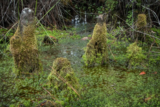 taxodium-ascendens-9