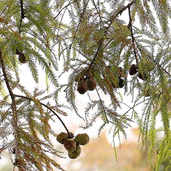taxodium-distichum-2