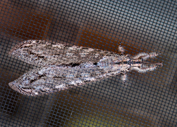 ant-lion-lacewing-vella-americana-small