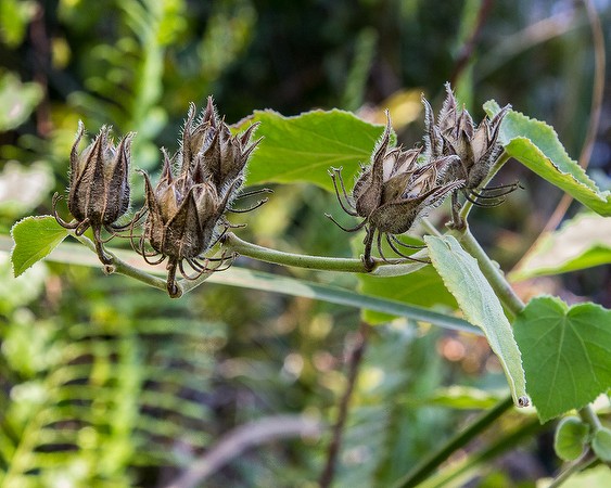 hibiscus-furcellatus-7