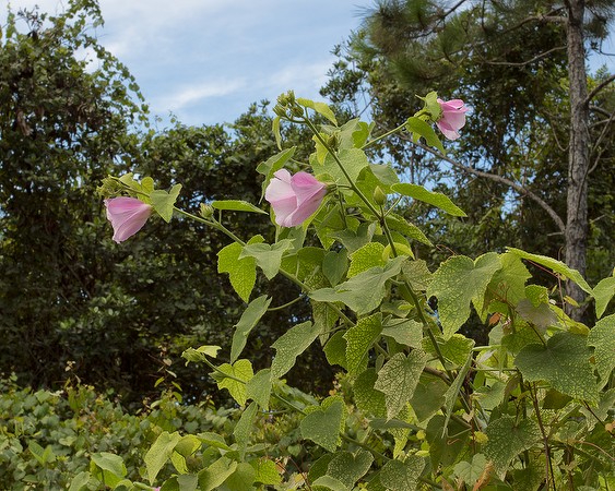 hibiscus-furcellatus-8