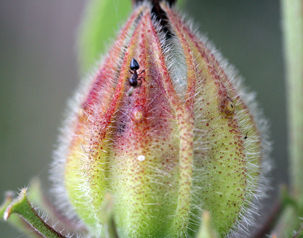 hibiscus-furcellatus-ant-at-h-furcellatus-gland-3