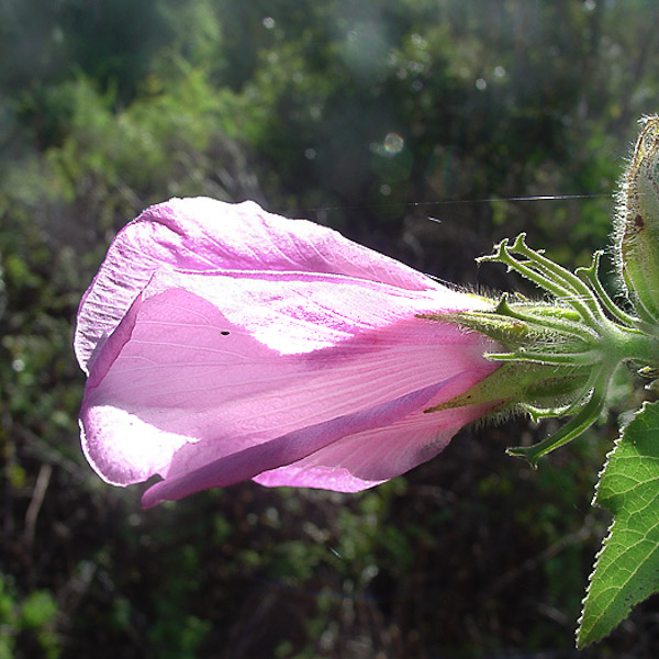 hibiscus-furcellstus-2