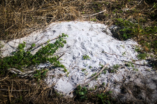 momoedica-tortoise-burrow