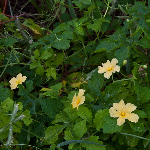 momordica-charantia-4