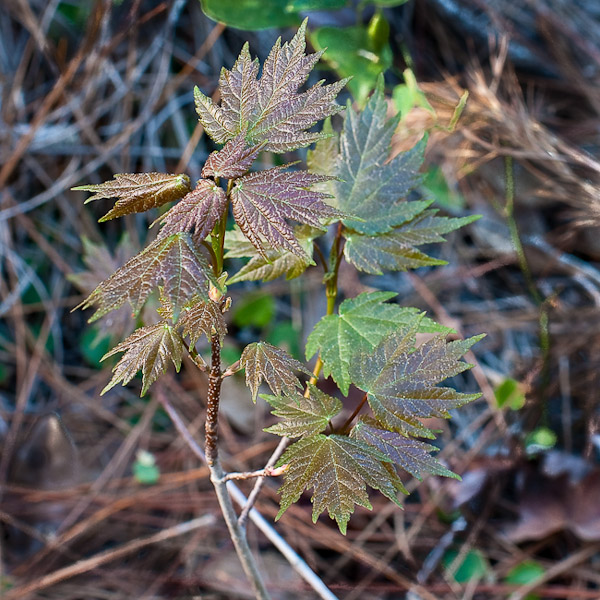 acer-rubrum-2