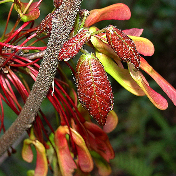 acer-rubrum-4