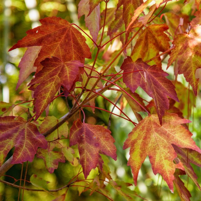 acer-rubrum-6-copy