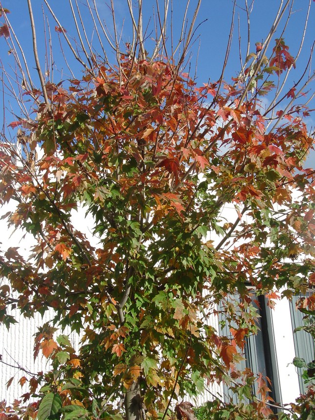 acer-rubrum-campus-tree