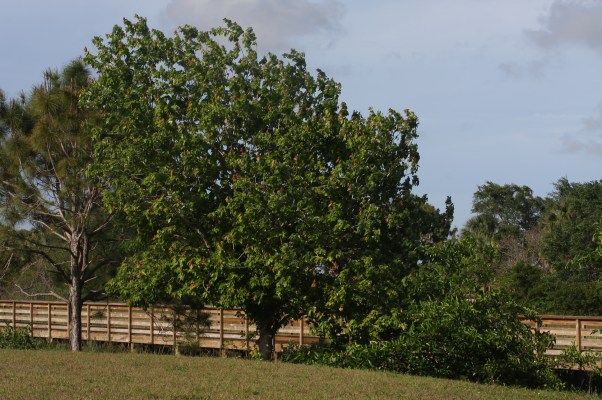 acer-rubrum