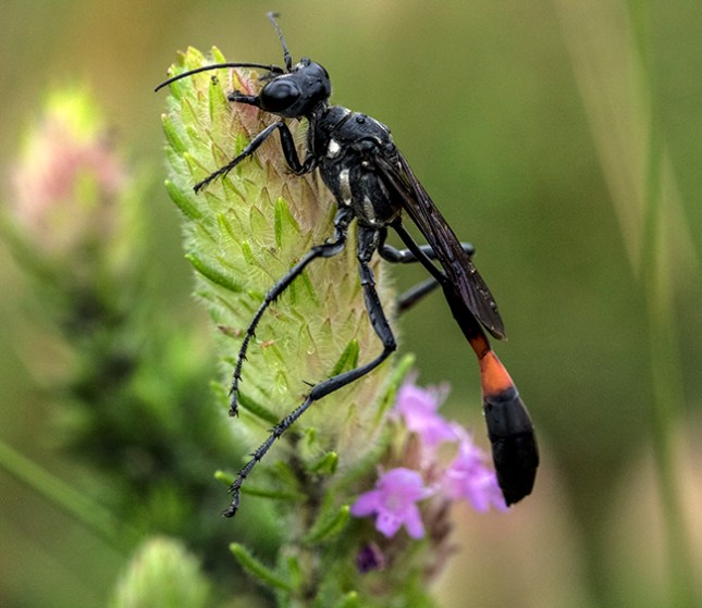 ammophila-procera