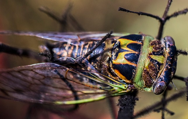 cicada