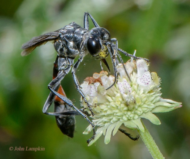 lampkinammophila-hyptisalatasccs