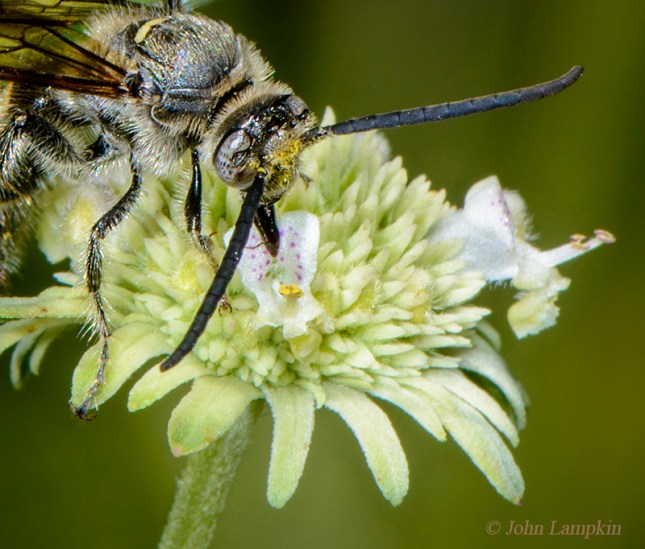 lampkincampsomerisplumipes-hyptisalatasccs