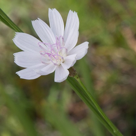 lygodesmia-aphylla-7