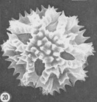 lygodesmia-aphylla-pollen-spencer-tomb