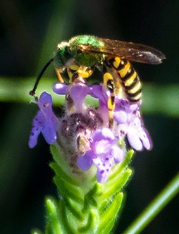 piloblephis-agapostemon-splendens-cropped