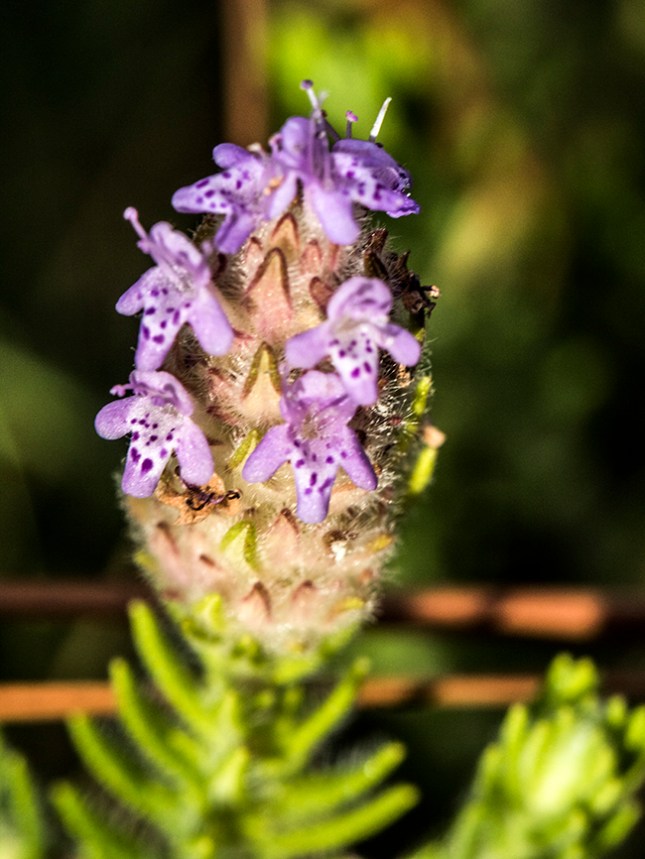piloblephis-flowers-jfw