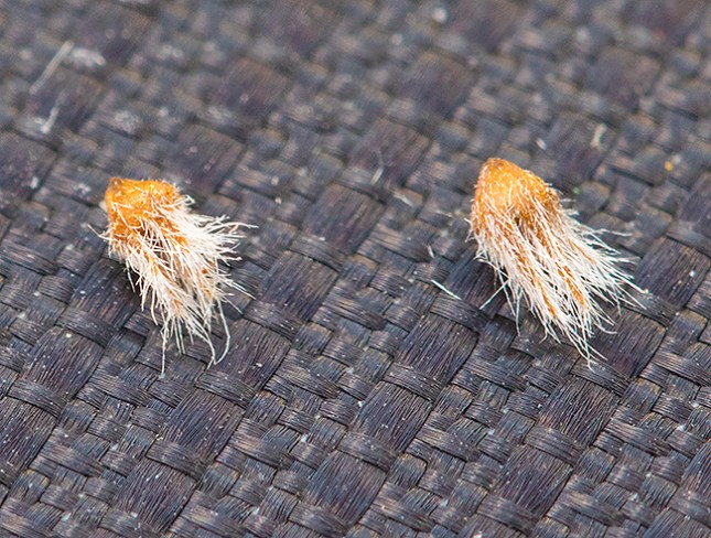 piloblephis-fruits