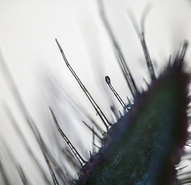 piloblephis-hairs3