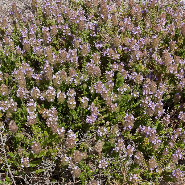 piloblephis-rigida-1