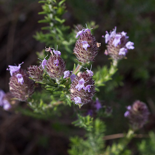 piloblephis-rigida-4