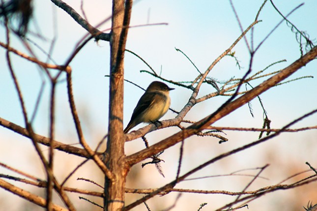 plump-bird