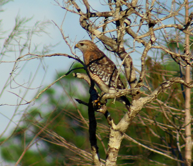 red-shouldered-hawk