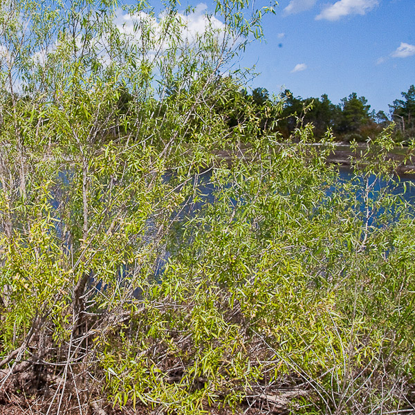 salix-caroliniana-1