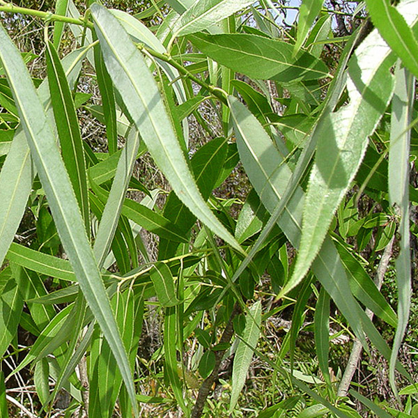 salix-caroliniana-2