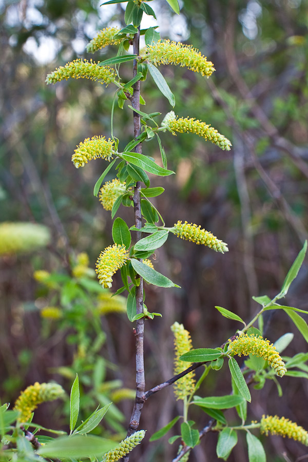 salix-caroliniana-3