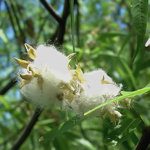 salix-caroliniana-5