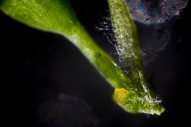 salix-female-scale