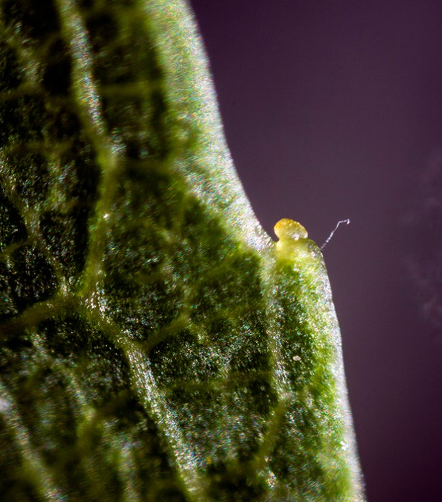 salix-leaf-tooth-gland