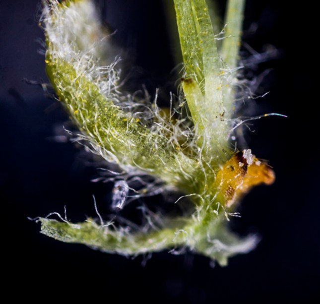 salix-male-scale-no-mark