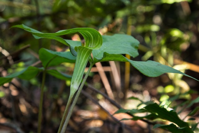 arisaema-triphyllum-4