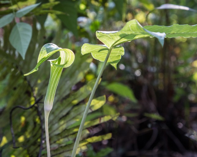arisaema-triphyllum-5
