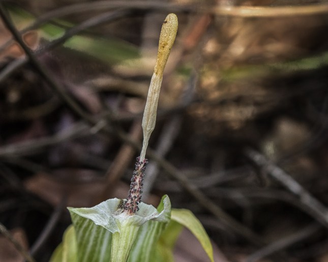 arisaema-triphyllum-7