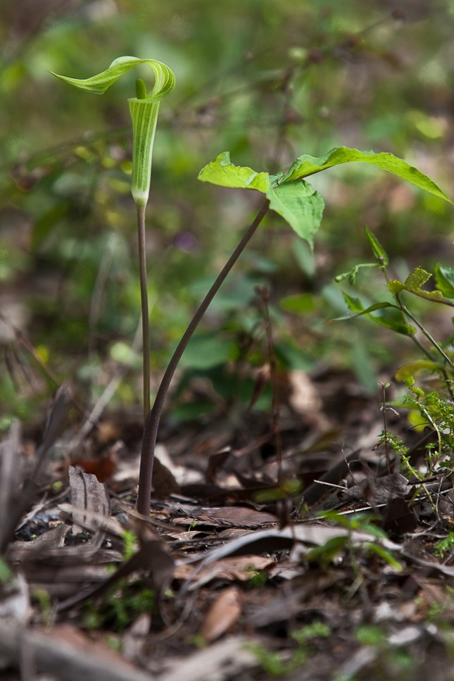 arisaema-triphyllum