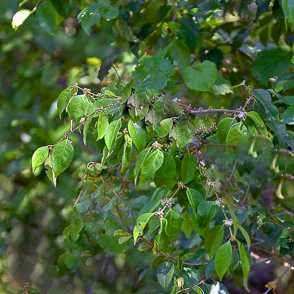 eugenia-axillaris-1