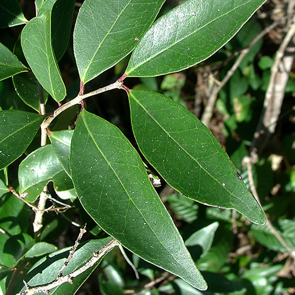 eugenia-axillaris-2