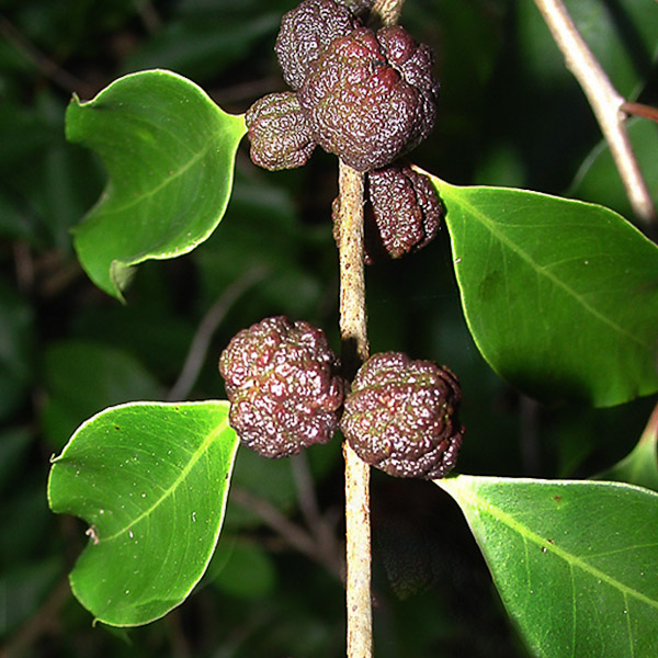 eugenia-axillaris-3