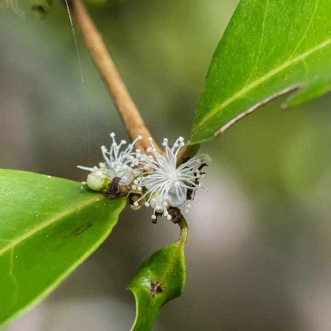 eugenia-axillaris-5
