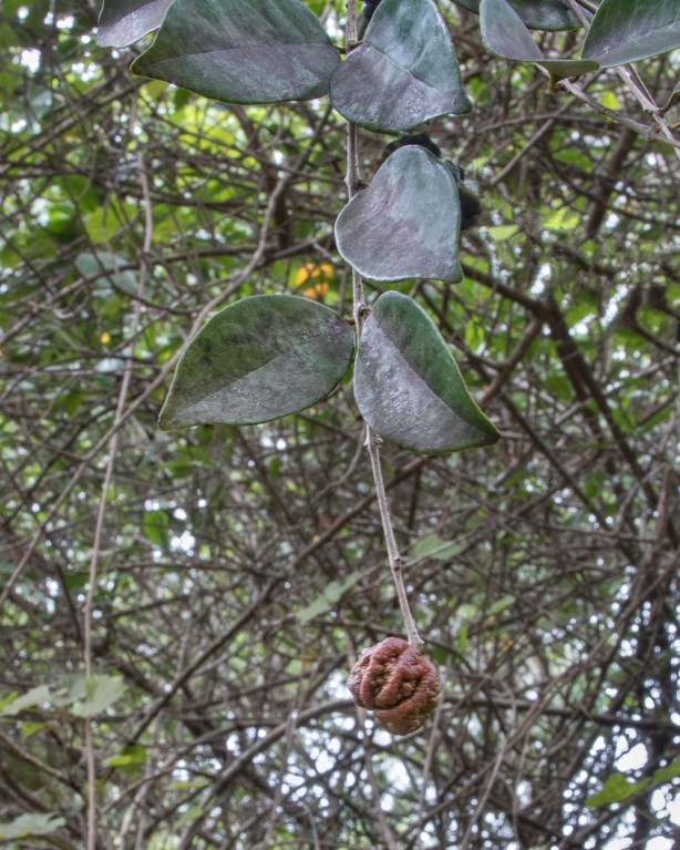 eugenia-axillaris-6