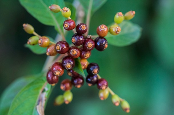 hamelia-fruits
