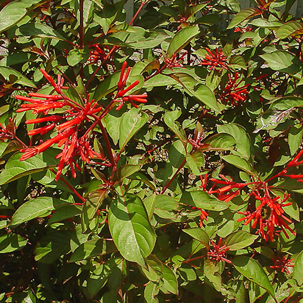 hamelia-patens-1