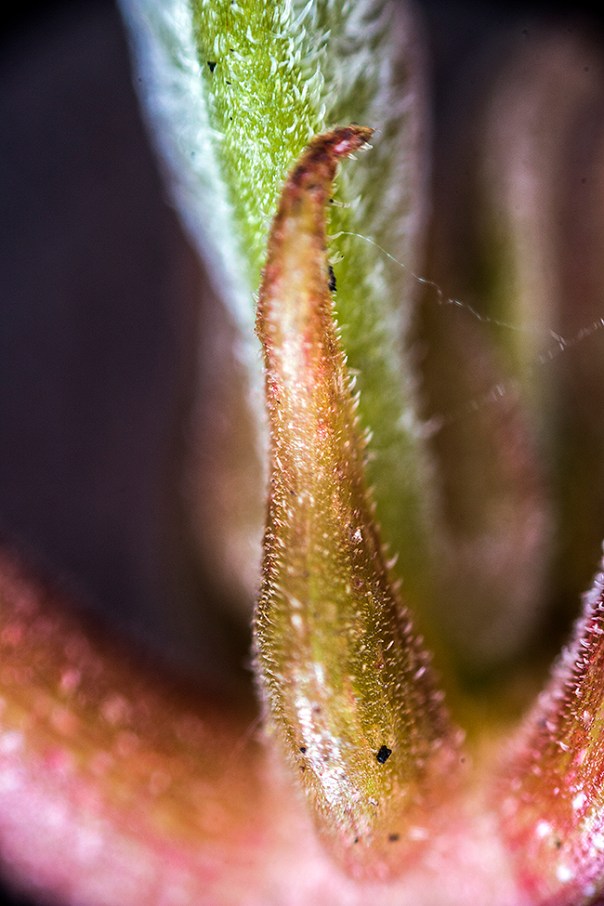 stipule1