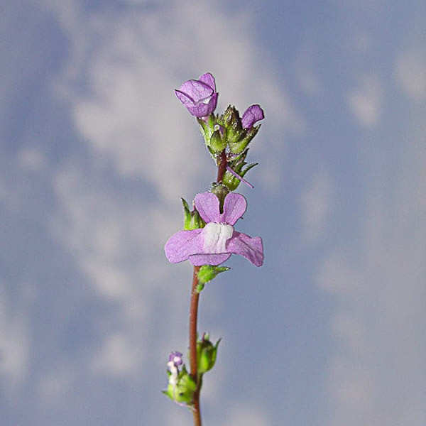 linaria-canadensis-1